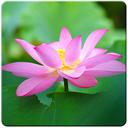 Lotus HD Wallpapers