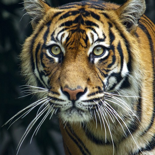 Tiger Roar Sounds logo