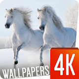 Horses Wallpapers 4K icon