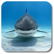 Top 30 Personalization Apps Like Shark Live Wallpaper - Best Alternatives