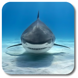 Icon image Shark Live Wallpaper