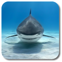 Shark Live Wallpaper