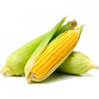 मकई के फायदे, उपयोग और नुकसान  All About Corn