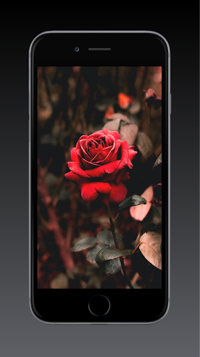 Rose Wallpaper HD, GIF Screen 3