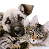 Cats Dogs Cute Photo Jigsaw Puzzle icon