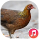 Red Junglefowl Female Sounds - Androidアプリ