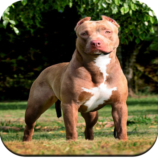 Pitbull Dog Wallpaper HD  Icon