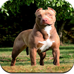 Cover Image of ดาวน์โหลด วอลล์เปเปอร์สุนัข Pitbull HD  APK