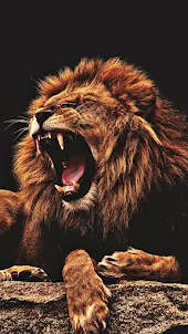Lion Video Wallpaper