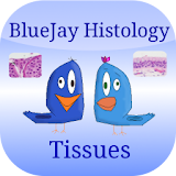 Tissue Flashcards: Histology icon