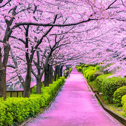 Cherry Blossom Wallpapers logo