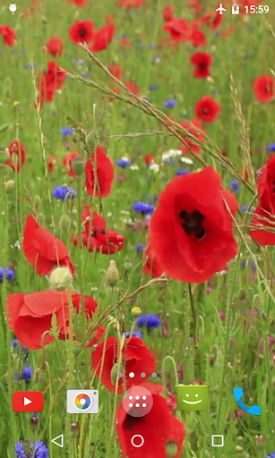 Poppy Flower Live Wallpaper Screen 2