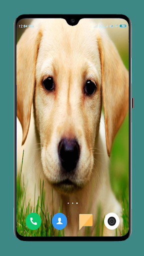 Dog Wallpaper 4K Screen 3