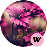 Flowers Wallpapers HD 🌹 icon