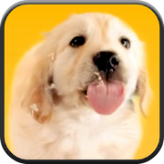 Top 30 Personalization Apps Like Puppy Licks Screen - Best Alternatives