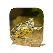 Red Eared Slider Care