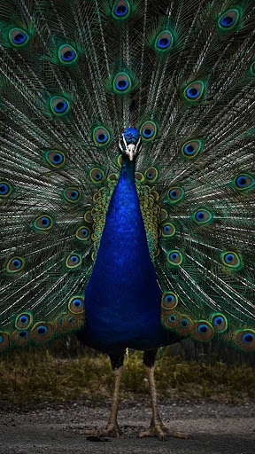 Android application Peacock Wallpapers screenshort
