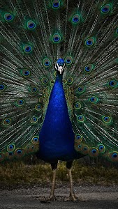 Peacock Wallpapers Unknown