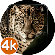 Top 40 Personalization Apps Like Leopard Wallpapers HD | 4K Leopard Images - Best Alternatives