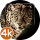 Leopard Wallpapers HD | 4K Leopard Images Download on Windows