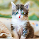 Cute Cat Wallpaper HD Download on Windows