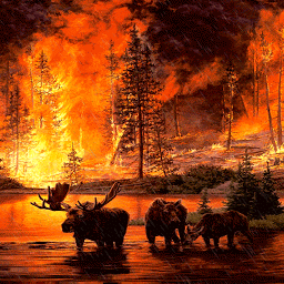 Icon image Forest Fire Live Wallpaper