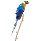 Parrot Blue Sticker icon