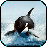 Killer Whale Live Wallpaper icon