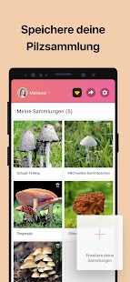 Picture Mushroom - Pilzführer Screenshot