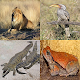 Animal Kingdom : Africa (Quiz/Trivia)