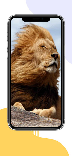 Lion Wallpaper Aesthetic