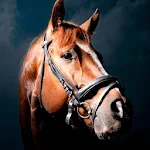 Cover Image of Download Horse Wallpapers 1.0 APK