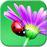 Ladybug HD Live Wallpaper icon