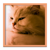 Cute Kitten HD Wallpapers icon