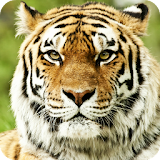 Tiger Live Wallpaper HD icon