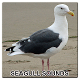 New Seagull Sounds icon