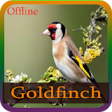 Master Goldfinch offline icon