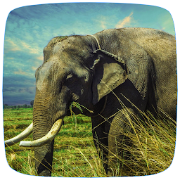 Icon image Elephant Sounds