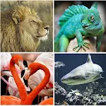 Cover Image of Download Zoo Animals Quiz  APK
