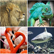 Top 23 Trivia Apps Like Zoo Animals Quiz - Best Alternatives