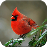 Birds Wallpapers icon