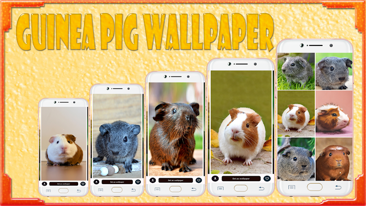 Guinea Pig Wallpaper - 1.02 - (Android)