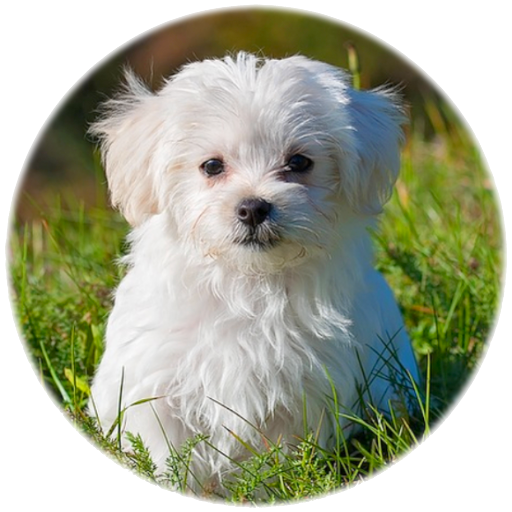 Puppy Sounds Download on Windows