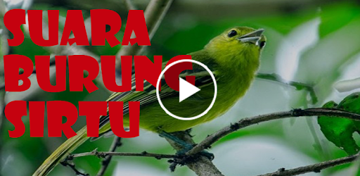 Suara Burung Sirtu