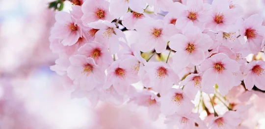 Sakura Flower Wallpaper