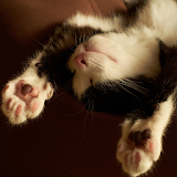 Funny kitten Jigsaw Puzzles icon