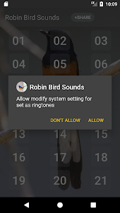 Robin bird sounds