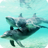Dolphins Wallpaper icon