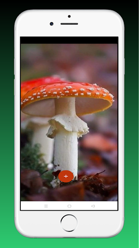 Mushroom Live Wallpaper 3D Screenshot 3 - AppWisp.com