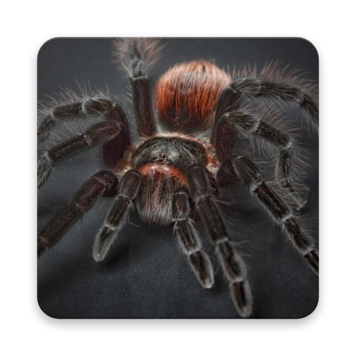 What Spider Are You?  Icon